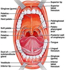 Καρκίνος Στόματος